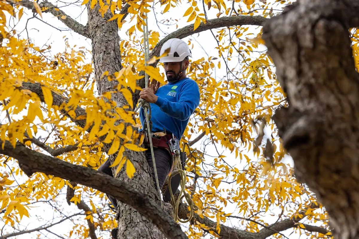 Skilled Emergency Tree Service crew working in Glasgow